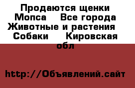 Продаются щенки Мопса. - Все города Животные и растения » Собаки   . Кировская обл.